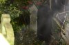 cemetery - overgrown headstone.jpg