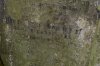 cemetery - Louise's name.jpg