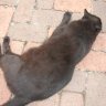 crazycatlady22