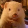 Ferrfuzz