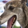 Grey Dog