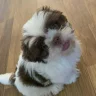 LinnetLegs