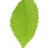 elm